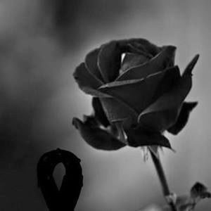 Meet your Posher, Sonia